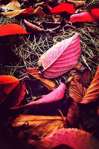 Close-up of autumn leaves