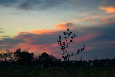 Silhouette of plant at sunset