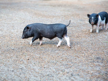 Cows walking in a field