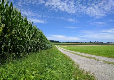 Scenic view of agricultural field against sky