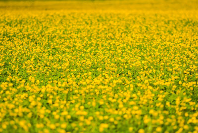 Full frame shot of fresh yellow flower field