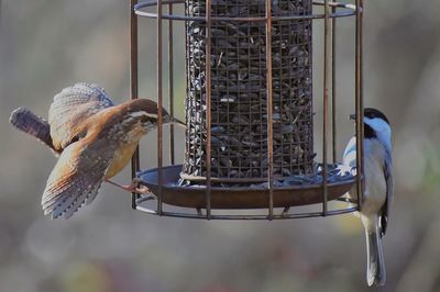 Bird perching on feeder