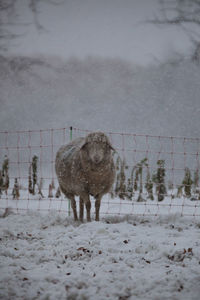 Sheep at farm in winter