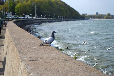 Seagull perching on a beach