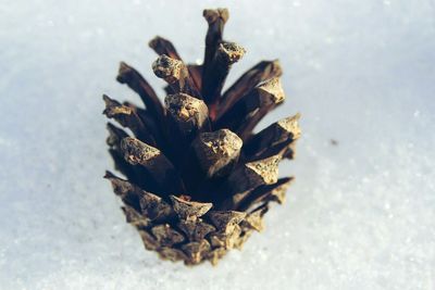 Close-up of pine cone on sunny day