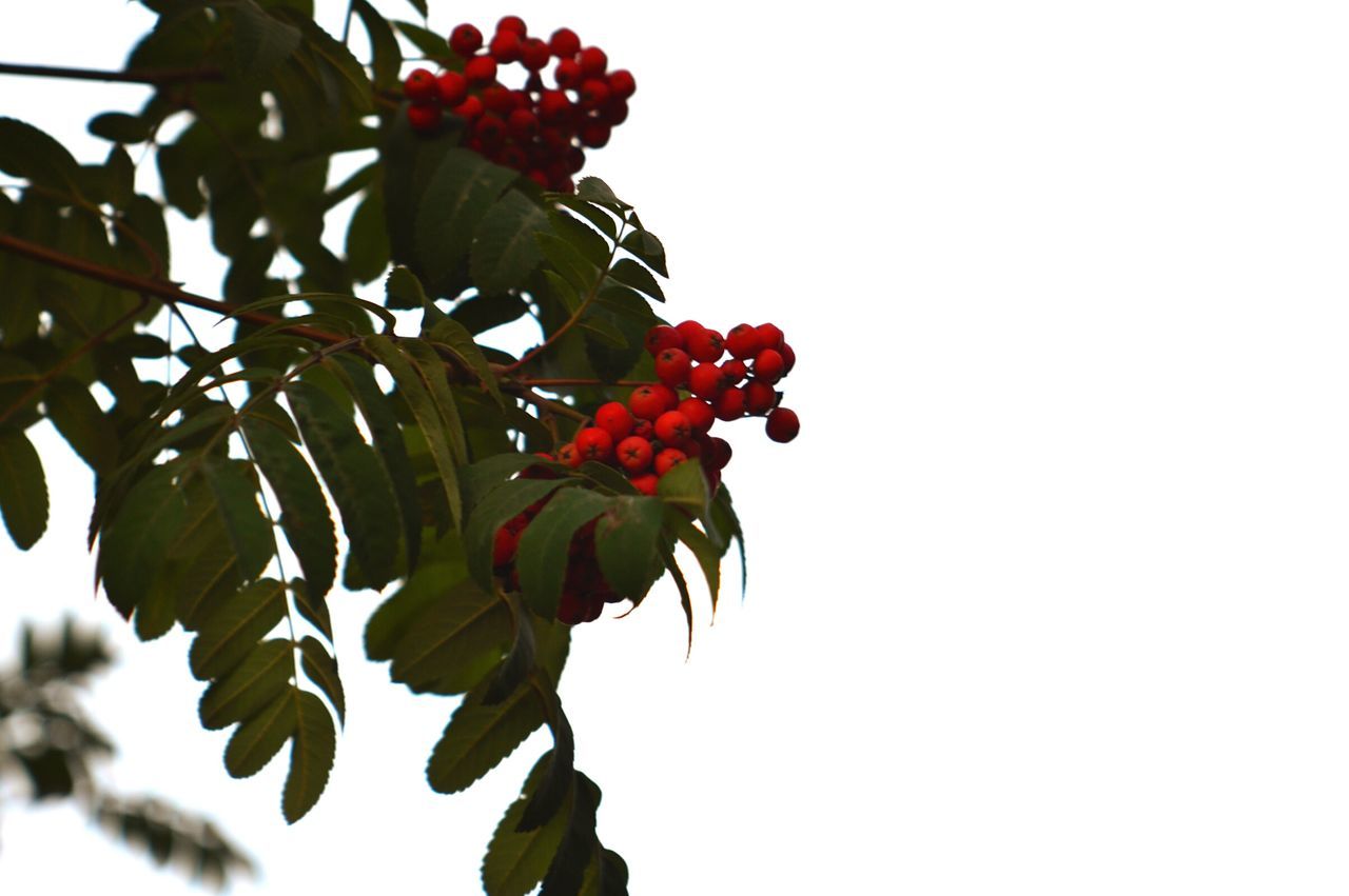 red, freshness, growth, leaf, low angle view, fruit, clear sky, nature, branch, beauty in nature, tree, flower, plant, food and drink, close-up, day, copy space, fragility, stem, food