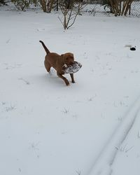 Dog playing on snow