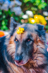 Close-up of a dog looking away