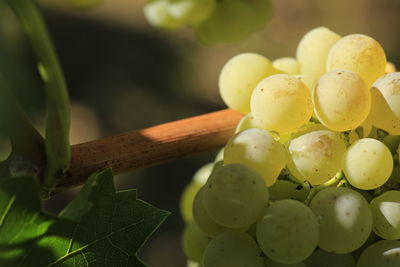 Close-up of grapes on tree