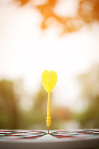 Close-up of arrow on dartboard