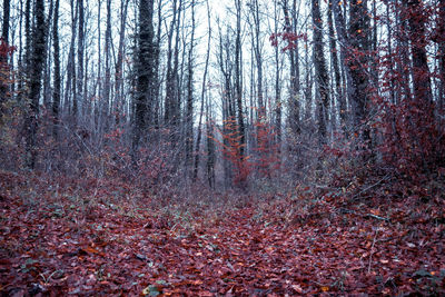 Pine trees in forest during autumn