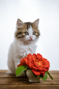 Cute kitten and a bouquet of flowers on the background