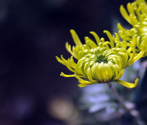 Close-up of yellow flowering plant