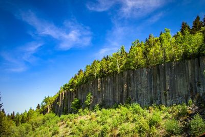 Low angle view of trees against sky