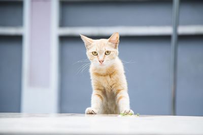 Portrait of cat