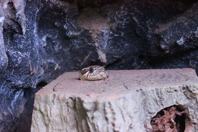 Close-up of lizard on rock