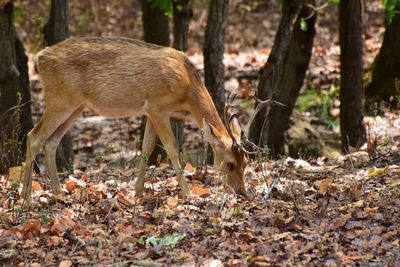 Deer standing in a forest