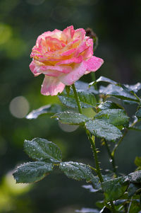 Close-up of pink rose