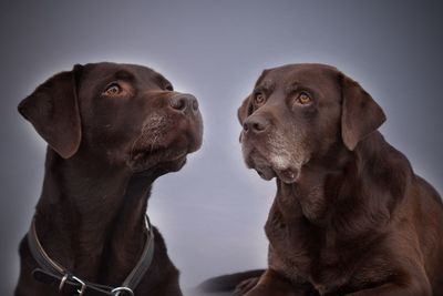 Close-up of a dog over white background