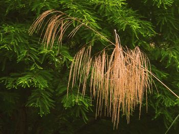 Plants growing on tree