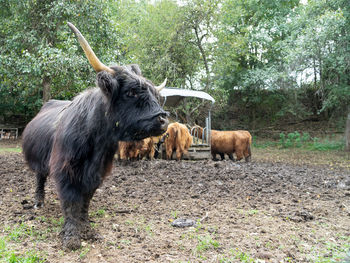 Galloway cattle in a field