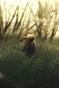 Male boar at sunset 
