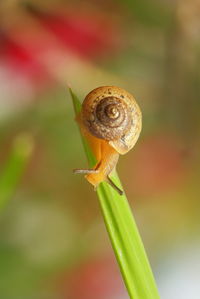 Close-up of snail on leaf