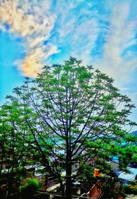 Low angle view of flowering tree by building against sky