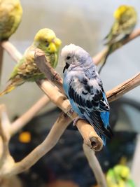 Close-up of parrot perching on branch