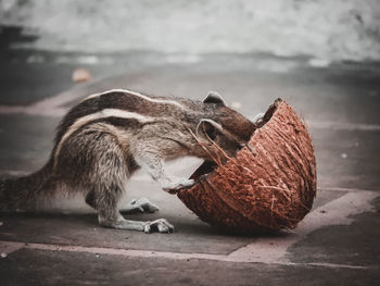 Close-up of a eating coconut food