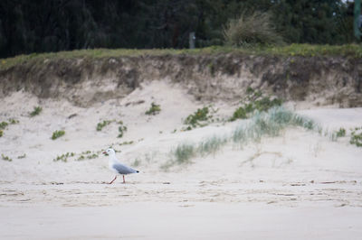 Seagull walking on beach