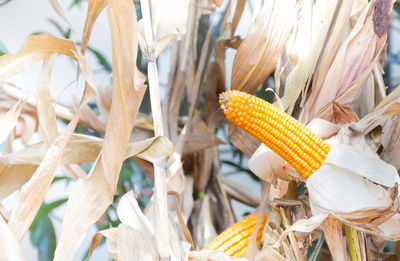 Close-up of fresh corn plants