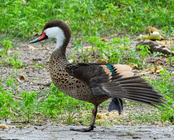 Close-up side view of bird