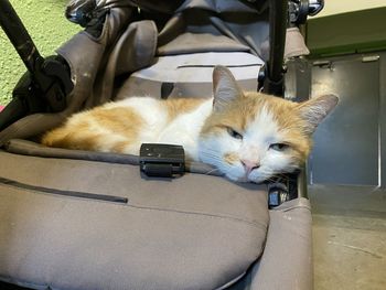 Portrait of cat lying down