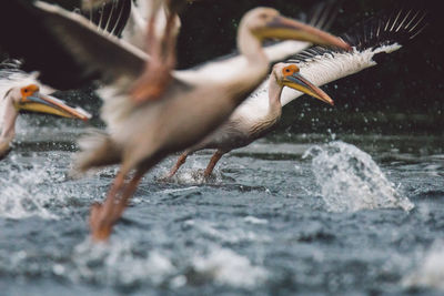 Close-up of birds flying over water
