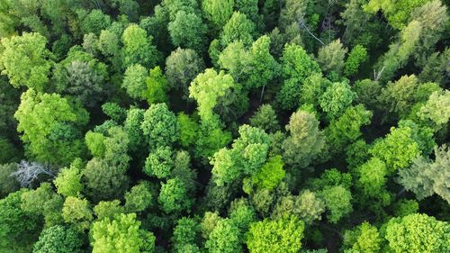 Full frame shot of forrest in pennsylvania 