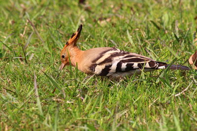 Close-up of woodpecker on grassy field