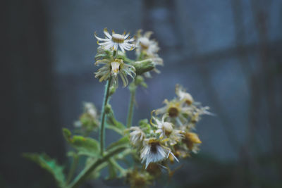 Close-up of white flowering plant