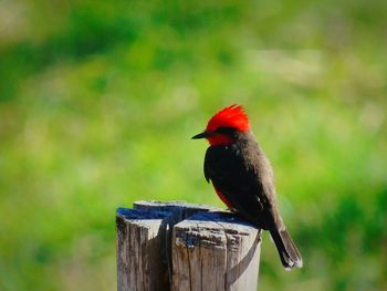 Close-up of bird perching on branch