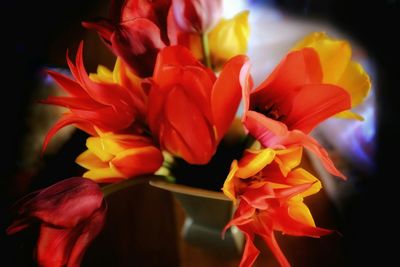 Close-up of red flower