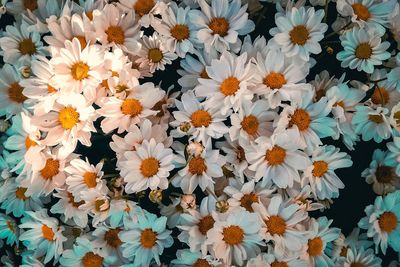 Full frame shot of daisy flowers