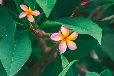 Close-up of flowers and leaves