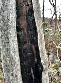 Close-up of tree trunk