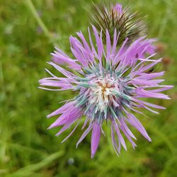 Close-up of purple flower blooming outdoors