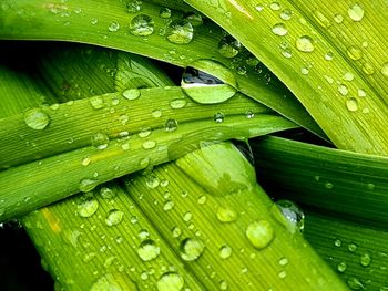 Full frame shot of wet leaves