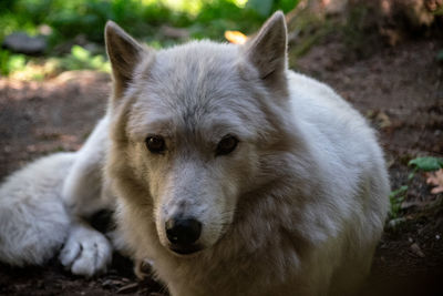 Close-up portrait of dog on field