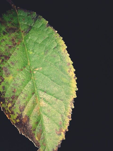 green color, leaf, close-up, leaf vein, growth, black background, nature, natural pattern, night, plant, beauty in nature, studio shot, green, no people, pattern, high angle view, outdoors, tranquility, focus on foreground, freshness