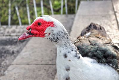 Close-up of a bird