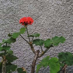 Close-up of red flower