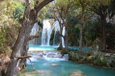Scenic view of waterfall in forest